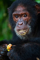 Chimpanzee (Pan troglodytes schweinfurthiii) eating mango, Gombe National Park, Tanzania, October.