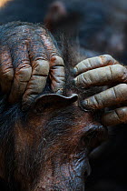 Chimpanzee (Pan troglodytes schweinfurthiii) close-up of hands grooming, Gombe National Park, Tanzania, October.