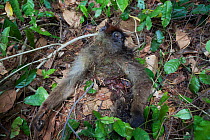 Remains of a Pennant red colobus (Procolobus pennantii tephrosceles) that was hunted and eaten by  Chimpanzees (Pan troglodytes schweinfurthii) Gombe National Park, Tanzania, June.