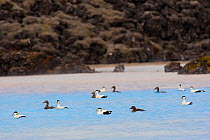 Common eider ducks (Somateria mollissima) swimming in natural hot water, Iceland, May.