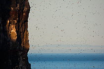 Seabirds, including Black-legged Kittiwake (Rissa tridactyla), Brunnich's guillemots (Uria lomvia), Common guillemots (Uria aalge) and Atlantic puffins (Fratercula arctica) nesting on cliff face and f...