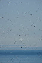 Seabirds including Black-legged kittiwakes (Rissa tridactyla), Brunnich's guillemots (Uria lomvia), Common guillemots (Uria aalge) and Atlantic suffins (Fratercula arctica) flying over sea near Latrab...