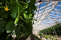 Cucumbers growing in greenhouse heated by geothermal hot spring, Hveragerdi, Iceland, May 2007.