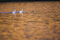Two Whooper swans (Cygnus cygnus) on water, Onundarfjordur Fjord, West Fjords, Iceland, June.