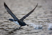 Red throated diver (Gavia stellata) taking off from water, West Fjords, Iceland, June.