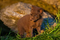 Arctic fox (Alopex lagopus) cub portrait, a week after first leaving the den, Iceland, June.
