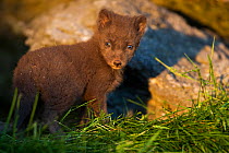 Arctic fox (Alopex lagopus) cub, a week after first leaving den, Iceland, June.