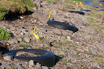 Female Common eider ducks (Somateria mollissima) nesting in tyres aimed to protect the ducks from predators, Tannanes Farm, Onundarfjordur  Fjord, Iceland, June.