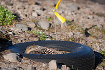 Female Common eider duck (Somateria mollissima) on artificial nest in tyre, aimed to protected the ducks from predators, Tannanes Farm, Onundarfjordur Fjord, Iceland, June.