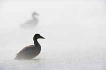 Common eider duck (Somateria mollissima) surrounded by steam from natural hot water, Iceland, May.