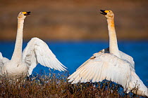 Whooper Swan (Cygnus cygnus) male and female courting, East Iceland, May.