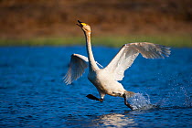 Male Whooper swan (Cygnus cygnus) running accross water surface, chasing intruder from nesting area, East Iceland, May.