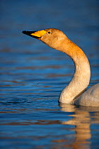 Whooper swan (Cygnus cygnus) on water, East Iceland, May.