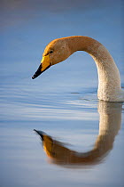 Whooper swan (Cygnus cygnus) on water with reflection, East Iceland, May.