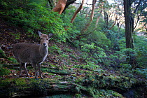 Sika deer (Cervus nippon) female, Yakushima Island, Japan, December.