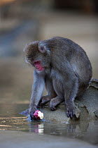 Japanese macaque (Macaca fuscata) washing a sweet potato, Kojima, Japan, November.