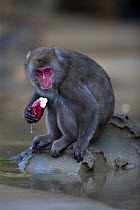 Japanese macaque (Macaca fuscata) feeding on a sweet potato after washing it, Kojima, Japan, November.