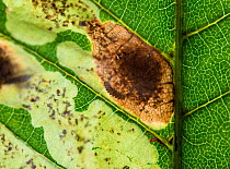 Horse Chestnut Leaf Miner Moth (Cameraria ohridella) larva in leaf (centre of frame) Surrey, UK  July