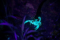Scorpion (Heterometrus sp) fluorescing in ultraviolet light at night on forest floor, Danum Valley, Sabah, Borneo