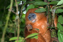 Red Leaf monkey (Presbytis rubicunda) feeding on fruit, Sabah, Borneo.