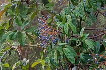 Kedondong (Dacryodes incurvata) fruiting in tropical rainforest, Sepilok, Sabah, Borneo