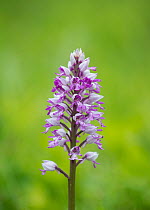 Military Orchid (Orchis militaris) Buckinghamshire, UK May