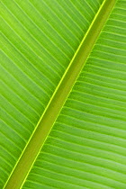 Ethiopian Banana (Ensete ventricosum) close up detail of leaf taken in Botanic garden, Surrey UK
