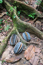 Tropical hardwood tree (Neesia sp) with fruit /  seed pods, Danum Valley, Sabah, Borneo