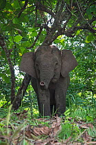 Bornean Pygmy elephant (Elephas maximus borneensis) Sabah, Borneo.