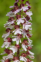 Lady Orchid (Orchis purpurea) Kent, England June