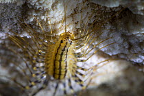European House Centipede (Scutigera coleoptrata) in limestone cave. Plitvice Lakes National Park, Croatia. November.