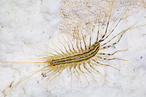 European House Centipede (Scutigera coleoptrata) in limestone cave. Plitvice Lakes National Park, Croatia. November.