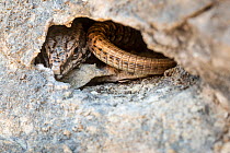 Common wall lizard (Podarcis muralis) in crevice of limestone cliff. Plitvice Lakes National Park, Croatia. November.
