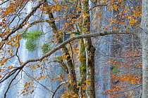 Woodland surrounding Veliki Prstavci waterfalls, with Mistletoe (Viscum album) on European beech (Fagus sylvatica) growing on the tree branches. Plitvice Lakes National Park, Croatia. November.