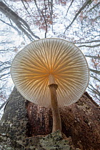 Low angle view of Porcelain fungus (Oudemansiella mucida) growing on a dead Beech tree (Fagus sylvatica). Plitvice Lakes National Park, Croatia. November.