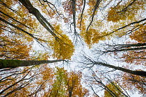 View upward to canopy of a Beech woodland (Fagus sylvatica) in autumn.  Plitvice Lakes National Park, Croatia. October.
