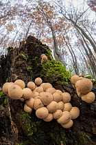 Stump puffball (Lycoperdon pyriforme) Plitvice Lakes National Park, Croatia. November.