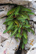 Rustyback fern (Asplenium ceterach / Ceterach officinarum) growing in limestone karst region. Plitvice Lakes National Park, Croatia. November.