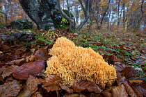 Upright coral fungus (Ramaria stricta)  Plitvice Lakes National Park, Croatia. November.