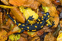Fire / European salamander (Salamandra salamandra) Plitvice Lakes National Park, Croatia. November.