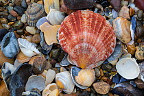 Natural accumulation of mollusc shells, mainly bivalves including a Queen scallop (Aequipecten / Chlamys opercularis), washed up on the strand line, Anglesey, Wales, UK. December.