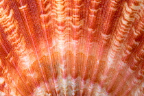 Detail of Queen scallop shell (Aequipecten / Chlamys opercularis). Anglesey, Wales, UK. December.