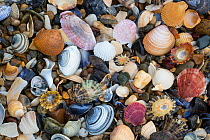 Natural accumulation of mollusc shells, mainly bivalves, washed up on the strandline, Anglesey, Wales, UK. December.