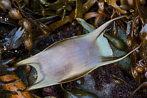 Spotted ray (Raja montagui) egg case or mermaid's purse washed up on strandline. Anglesey, Wales, UK. December.