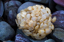 Eggs of Common whelk (Buccinum undatum) on beach. Anglesey, Wales, UK. December.