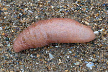 Sea cucumber (Thyone fusus) washed up on beach following heavy storms.  Anglesey, Wales, UK. December.
