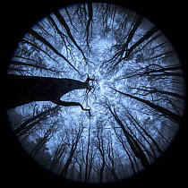 View up to Beech (Fagus sylvatica) woodland canopy in winter, photographed with a circular fisheye lens. Derbyshire, UK. December.