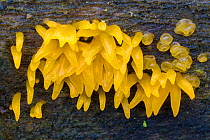 Small stagshorn fungus (Calocera cornea) growing on dead beech tree. Peak District National Park, Derbyshire, UK. November.