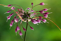 Keeled garlic flowers (Allium carinatum subsp. carinatum) flowers. Julian Alps, Slovenia. July