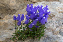 Zois' bellflower (Campanula zoysii) growing in a crevice on a limestone cliff face. Triglav National Park, Julian Alps,  Slovenia. July.